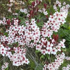 Meet your Posher, Joanne